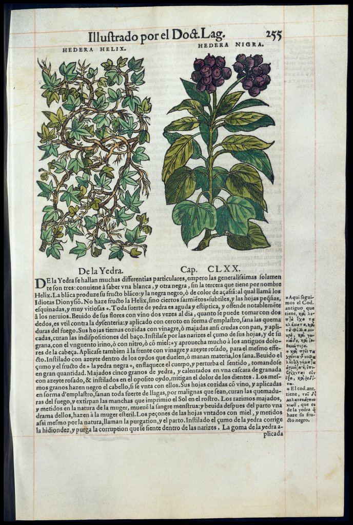 De Materia Medica de Dioscorides. Amberes 1555. Libro II. 255