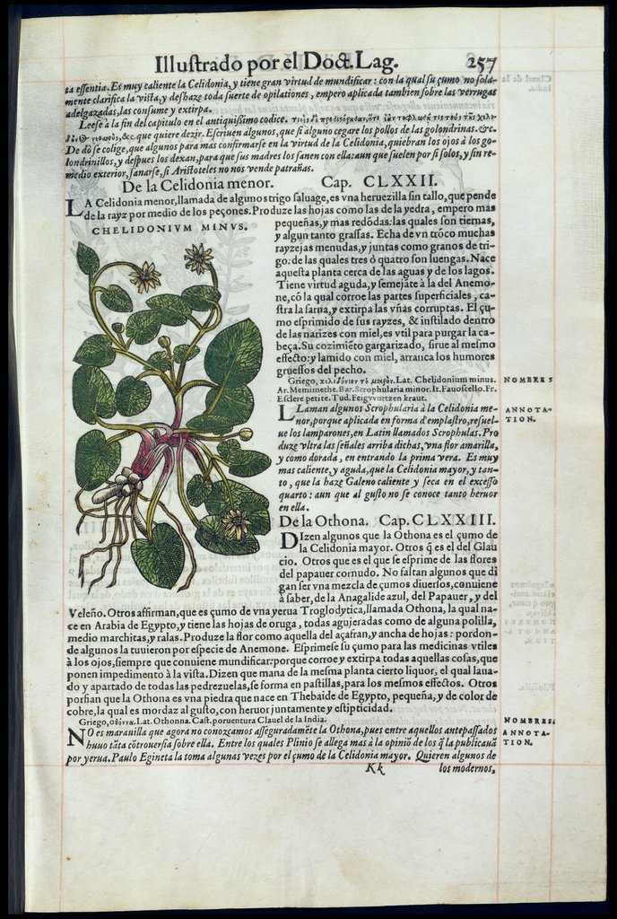 De Materia Medica de Dioscorides. Amberes 1555. Libro II. 257