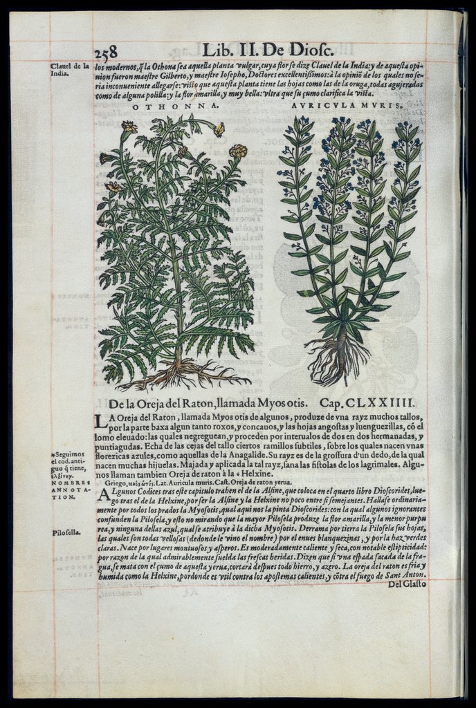 De Materia Medica de Dioscorides. Amberes 1555. Libro II. 258