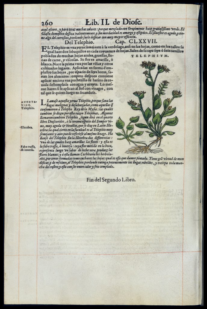 De Materia Medica de Dioscorides. Amberes 1555. Libro II. 260