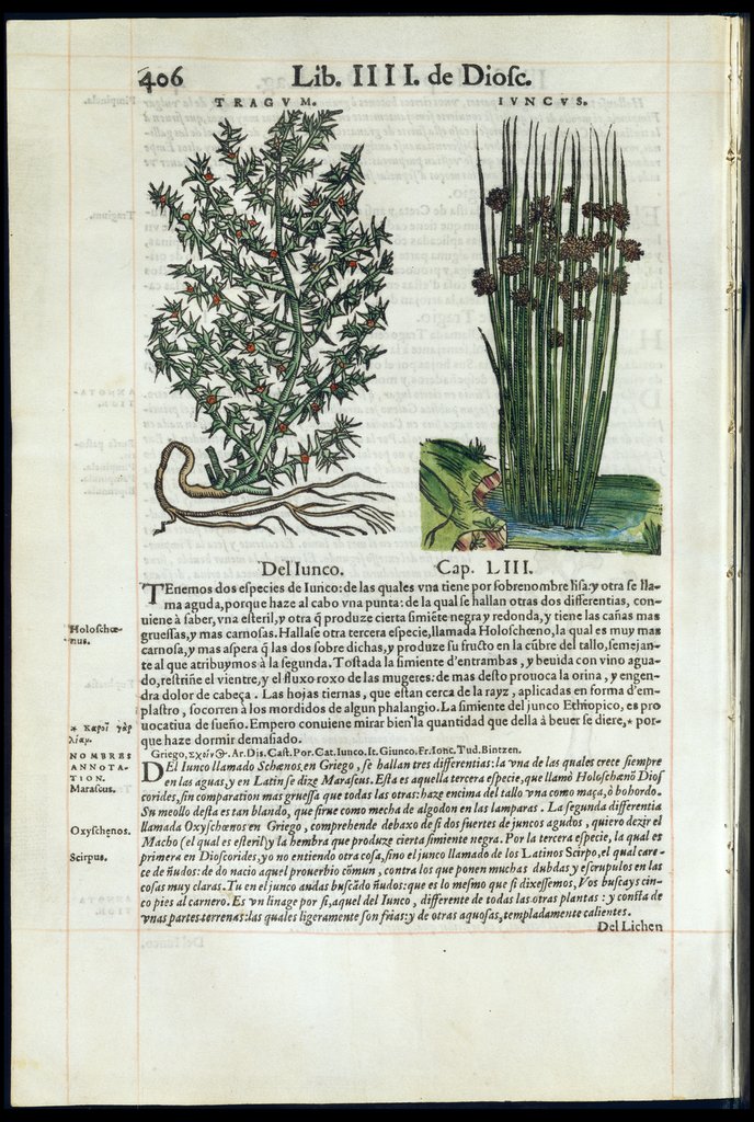 De Materia Medica de Dioscorides. Amberes 1555. Libro IIII. 406