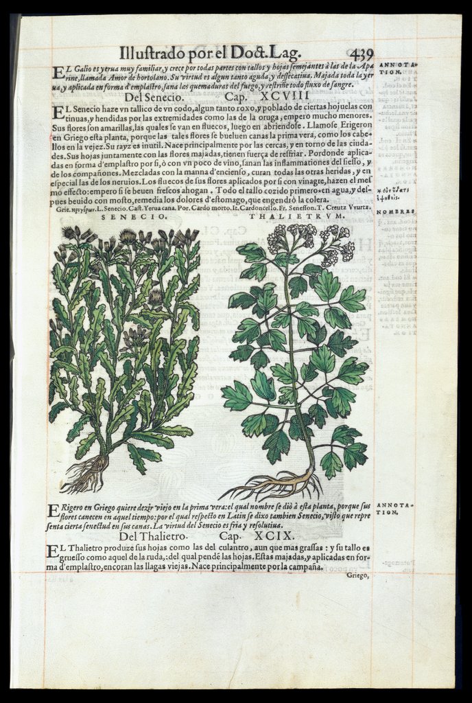 De Materia Medica de Dioscorides. Andres Laguna. Amberes 1555. Libro IIII. 439