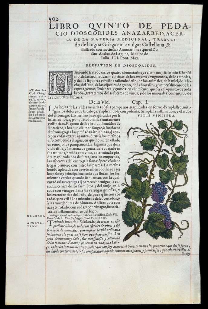 De Materia Medica de Dioscorides. Andres Laguna. Amberes 1555. Libro V. 502