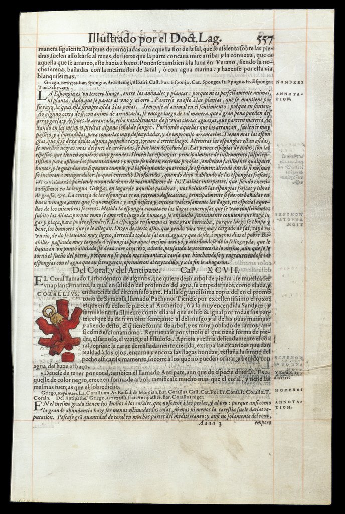 De Materia Medica de Dioscorides. Andres Laguna. Amberes 1555. Libro V. 557