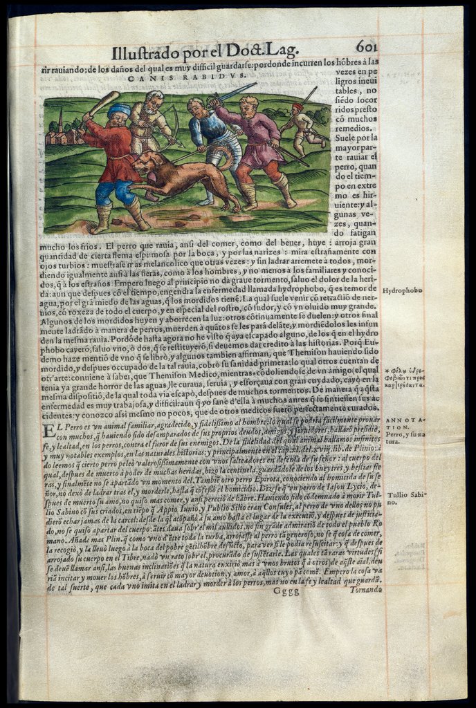De Materia Medica de Dioscorides. Andres Laguna. Amberes 1555. Libro VI. 601