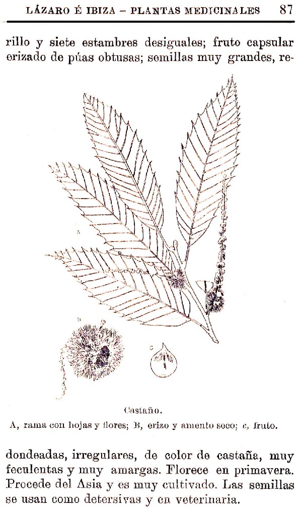 Plantas Medicinales. Blas Lazaro Ibiza. Índice alfabético de plantas. C
