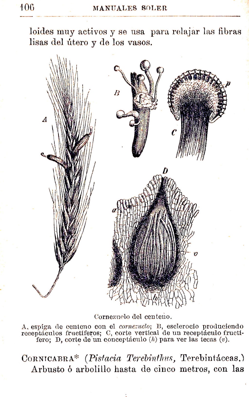 Plantas Medicinales. Blas Lazaro Ibiza. Índice alfabético de plantas. C