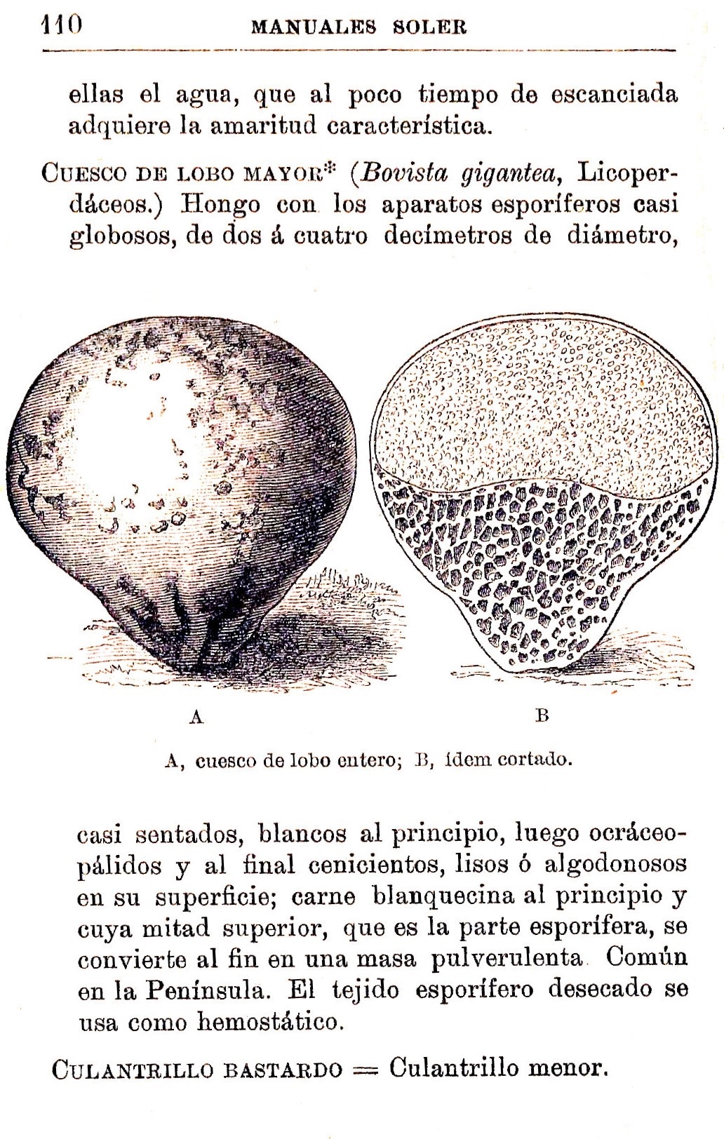 Plantas Medicinales. Blas Lazaro Ibiza. Índice alfabético de plantas. C
