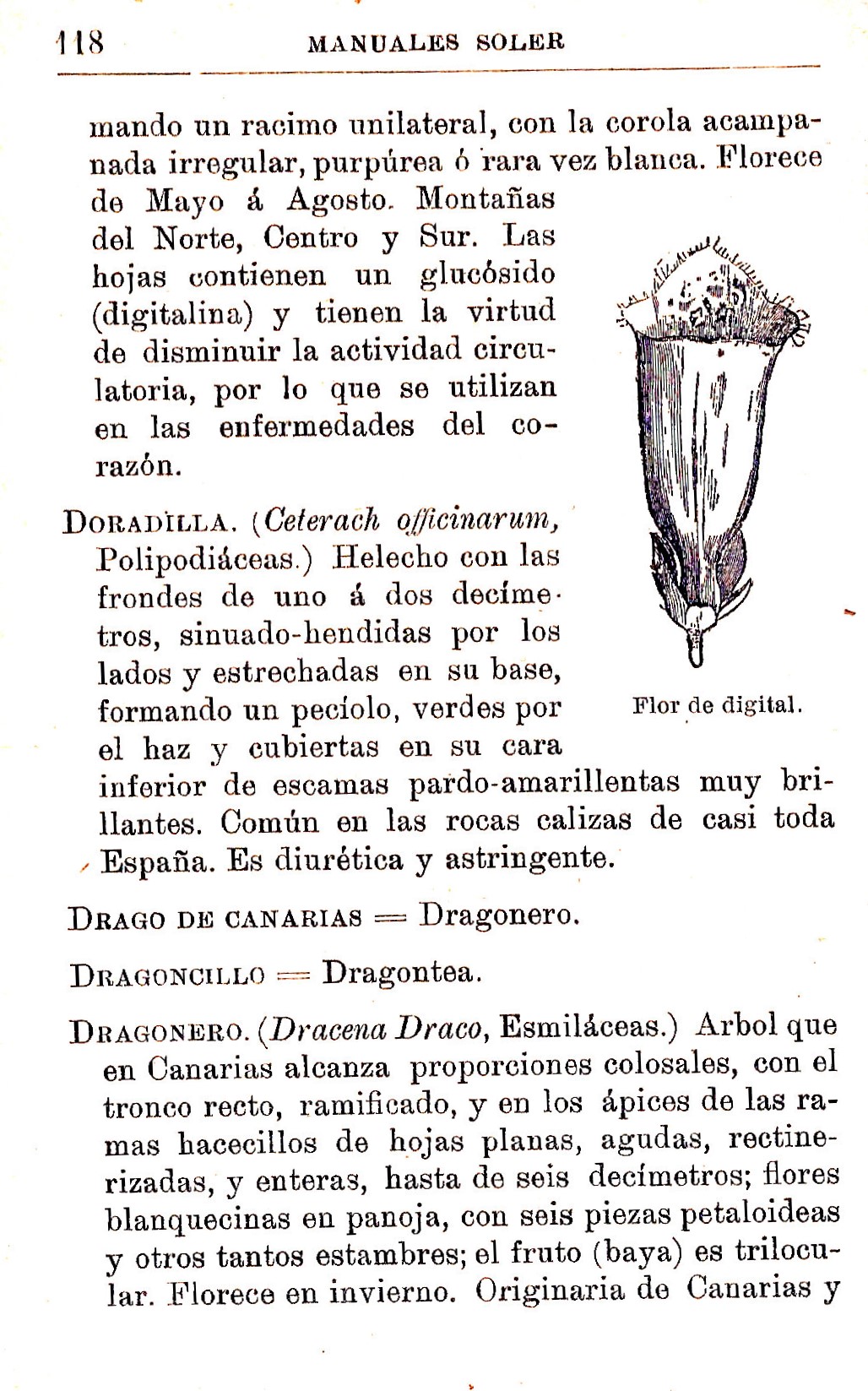 Plantas Medicinales. Blas Lazaro Ibiza. Índice alfabético de plantas. D. Doradilla.