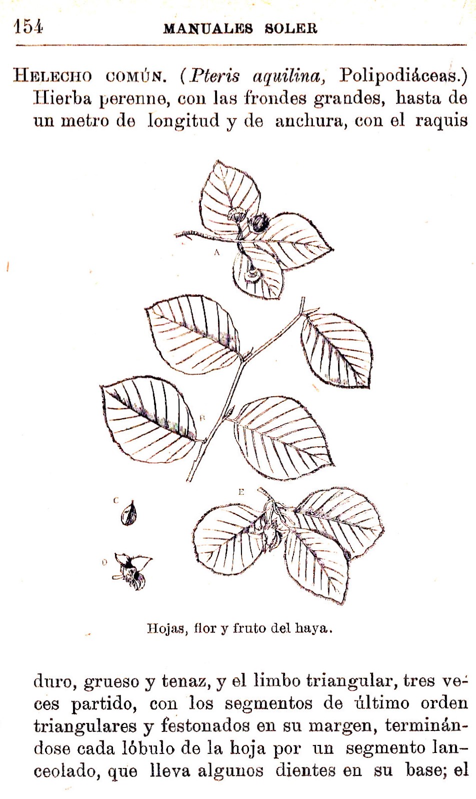 Plantas Medicinales. Blas Lazaro Ibiza. Índice alfabético de plantas. H. Helecho común