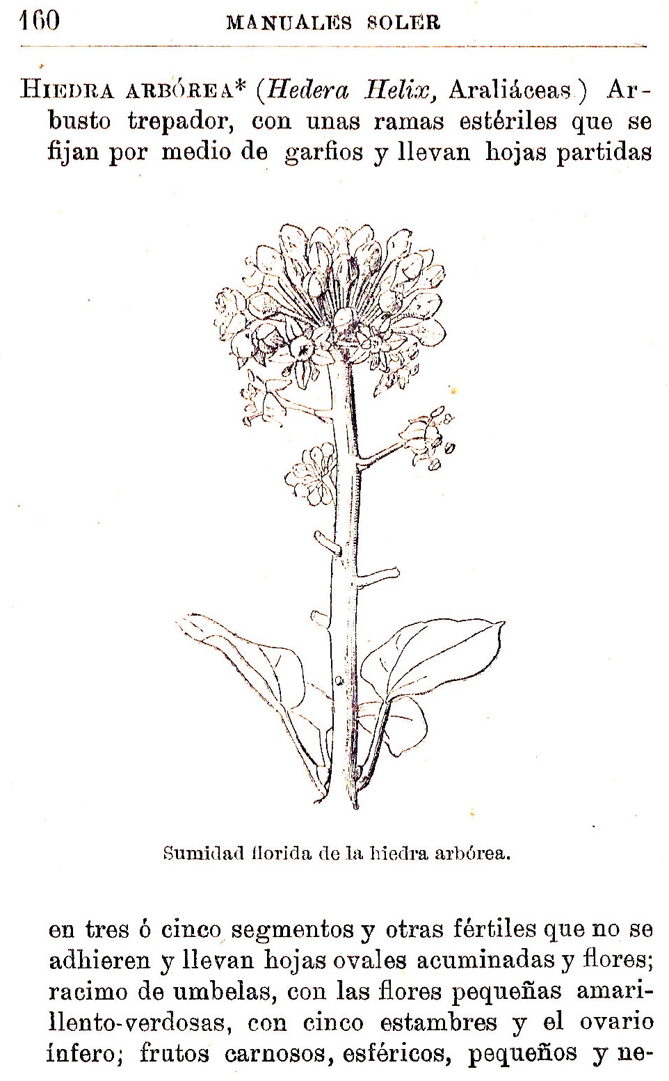 Plantas Medicinales. Blas Lazaro Ibiza. Índice alfabético de plantas. H. Hiedra arbórea