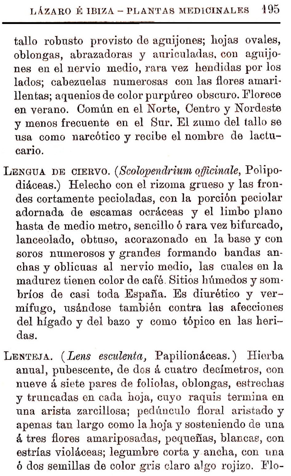 Plantas Medicinales. Blas Lazaro Ibiza. Índice alfabético de plantas. L. Lengua de ciervo.
