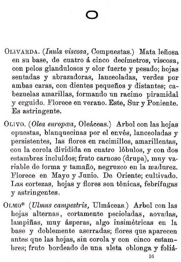 Plantas Medicinales. Blas Lazaro Ibiza. Índice alfabético de plantas. O. Olivarda.