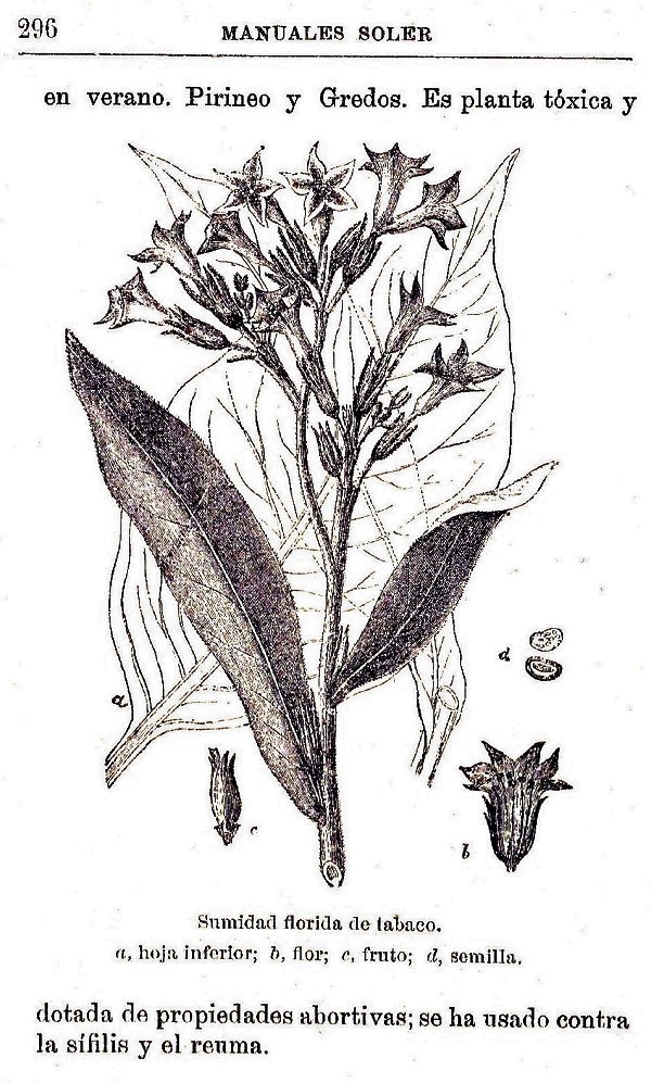 Plantas Medicinales. Blas Lazaro Ibiza. Índice alfabético de plantas. T. Tabaco.