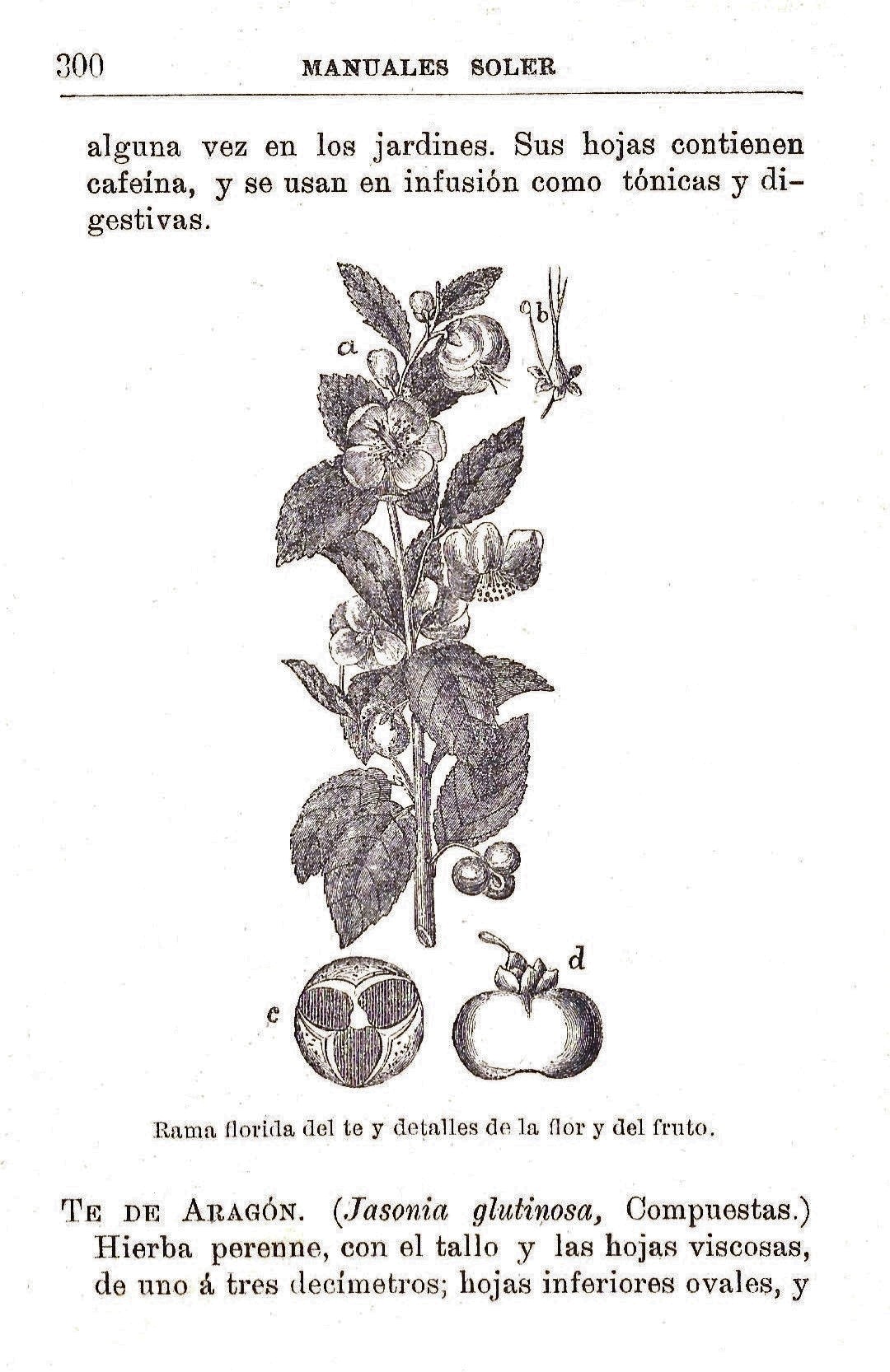 Plantas Medicinales. Blas Lazaro Ibiza. Índice alfabético de plantas. T. Te de Aragón.
