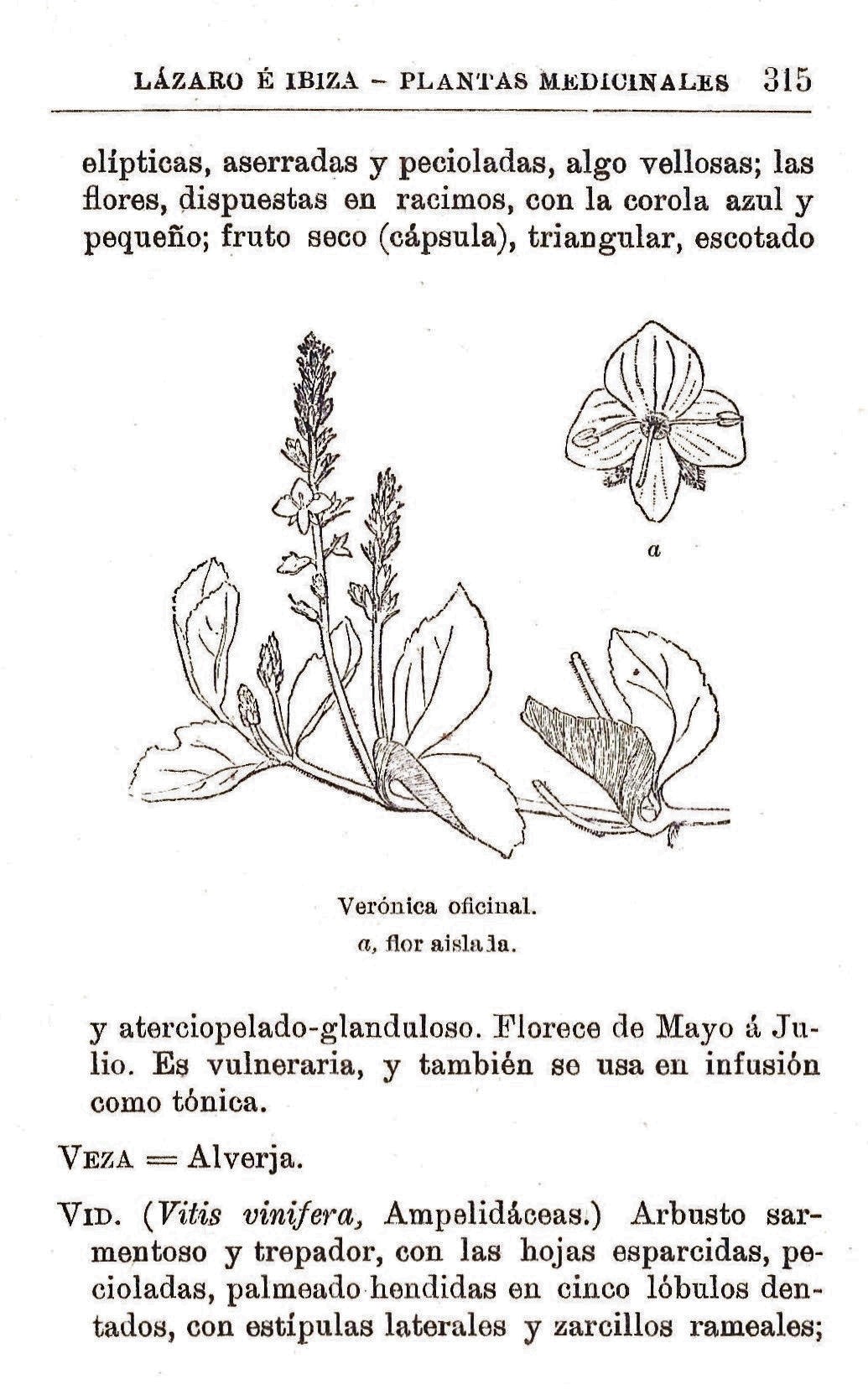 Plantas Medicinales. Blas Lazaro Ibiza. Índice alfabético de plantas. V. Veronica oficinal.