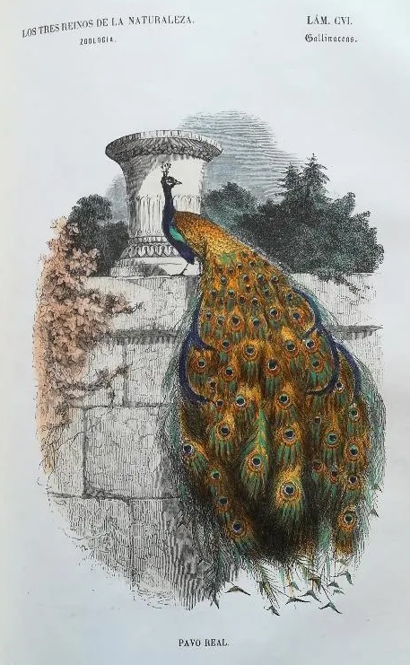 Lámina 106. Pavo Real. Gallinaceas. Aves. Zoología. Los tres Reinos de la Naturaleza.