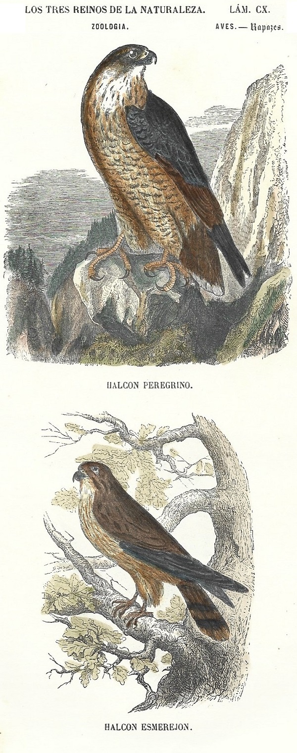 Lámina 110. Aves. Zoología. Los tres Reinos de la Naturaleza.