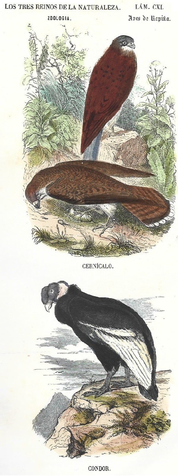 Lámina 111. Aves. Zoología. Los tres Reinos de la Naturaleza.