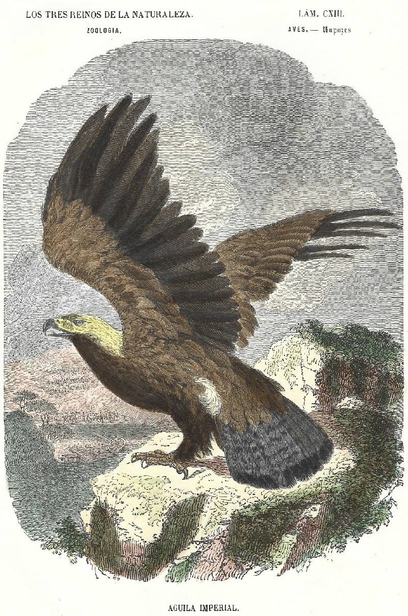 Lámina 113. Aves. Zoología. Los tres Reinos de la Naturaleza.