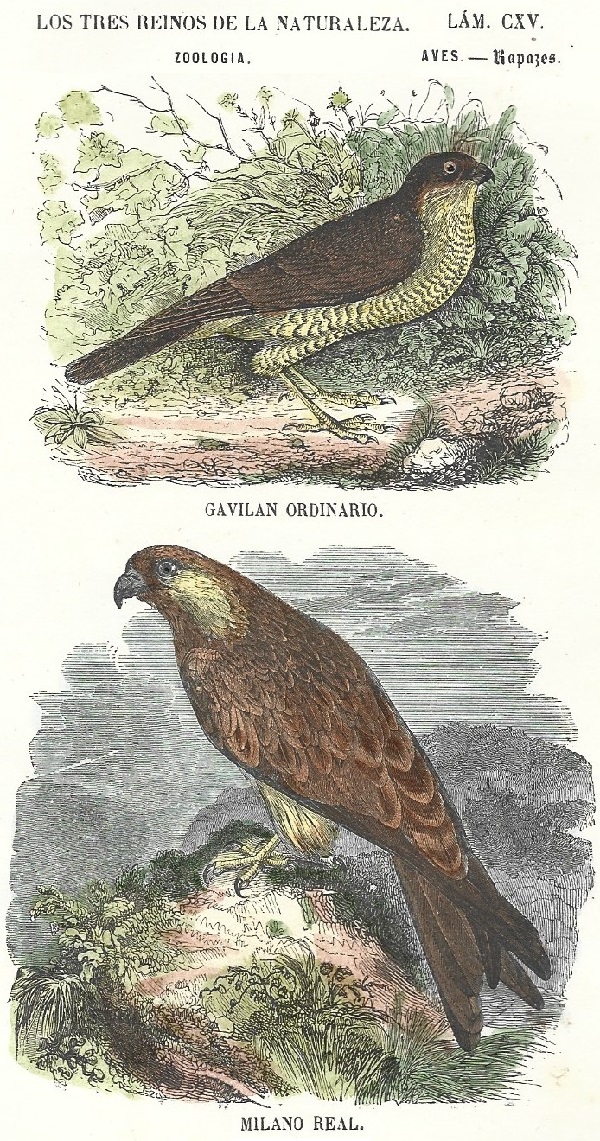Lámina 115. Aves. Zoología. Los tres Reinos de la Naturaleza.