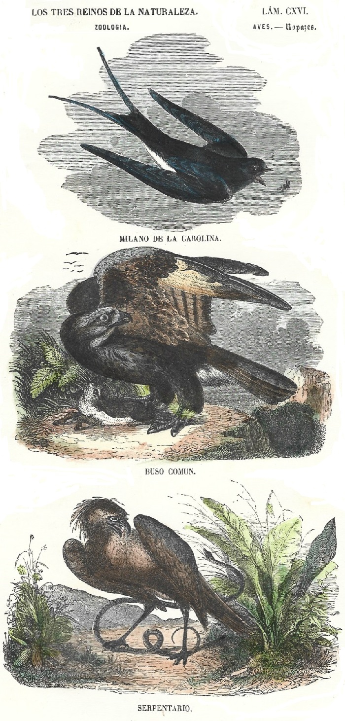 Lámina 116. Aves. Zoología. Los tres Reinos de la Naturaleza.