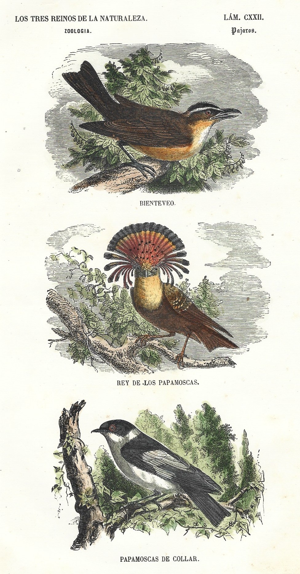 Lámina 122. Aves. Zoología. Los tres Reinos de la Naturaleza.