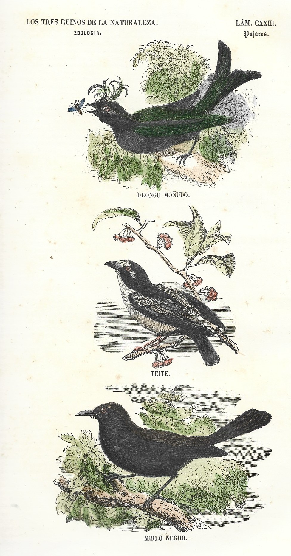 Lámina 123. Aves. Zoología. Los tres Reinos de la Naturaleza.