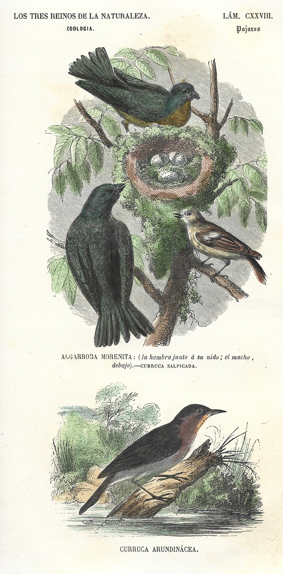 Lámina 128. Aves. Zoología. Los tres Reinos de la Naturaleza.