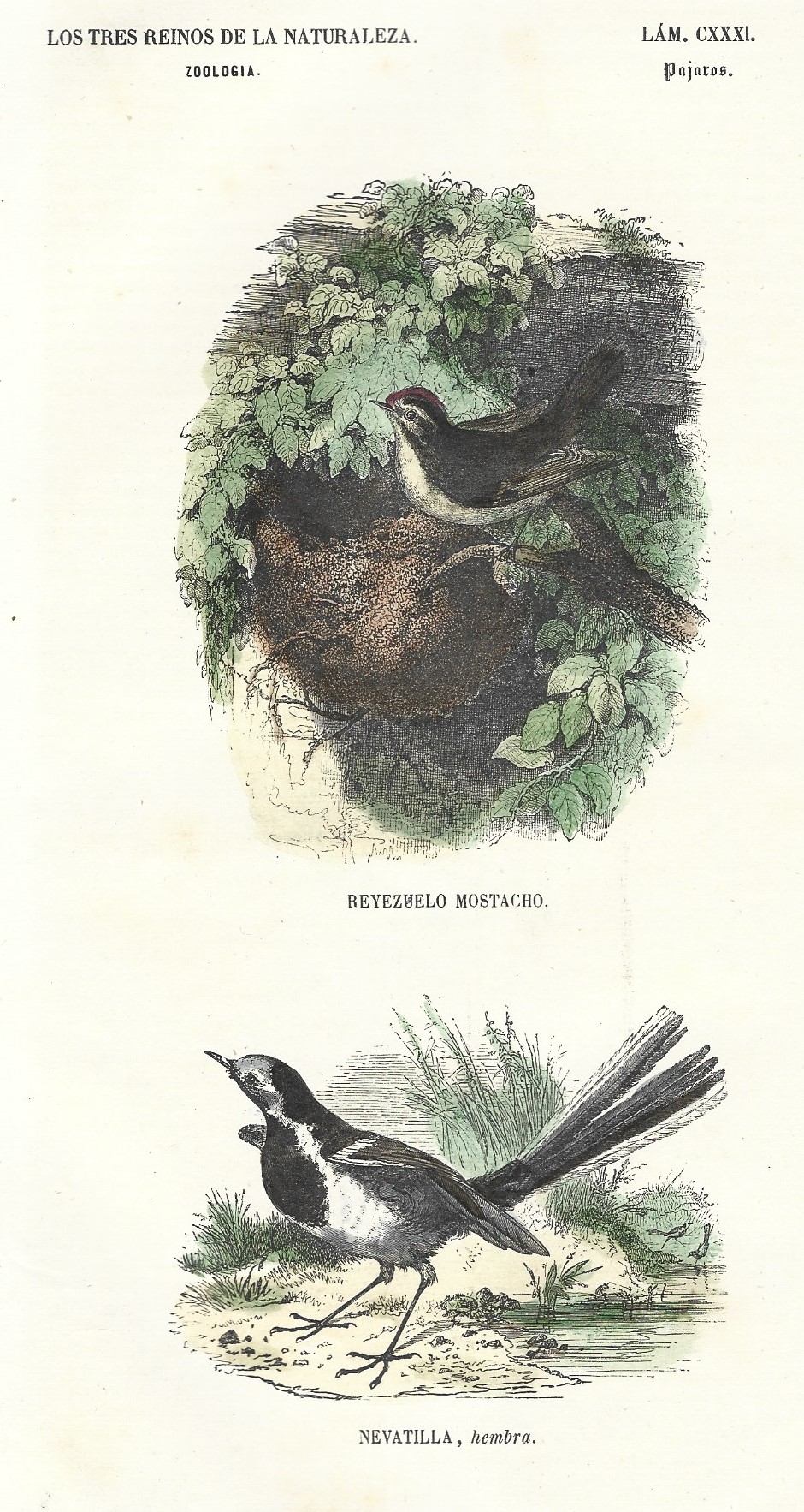 Lámina 131. Aves. Zoología. Los tres Reinos de la Naturaleza.