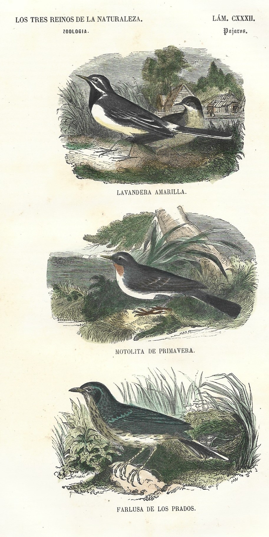 Lámina 132. Aves. Zoología. Los tres Reinos de la Naturaleza.