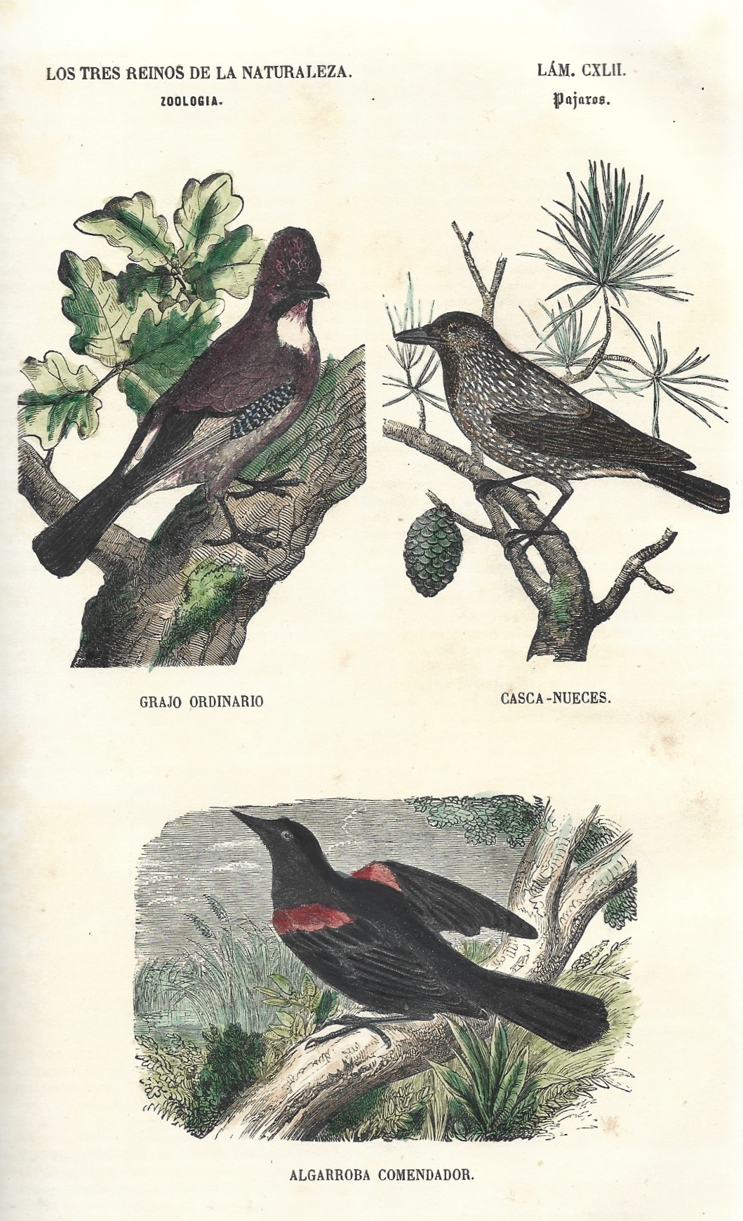 Lámina 142. Aves. Zoología. Los tres Reinos de la Naturaleza.