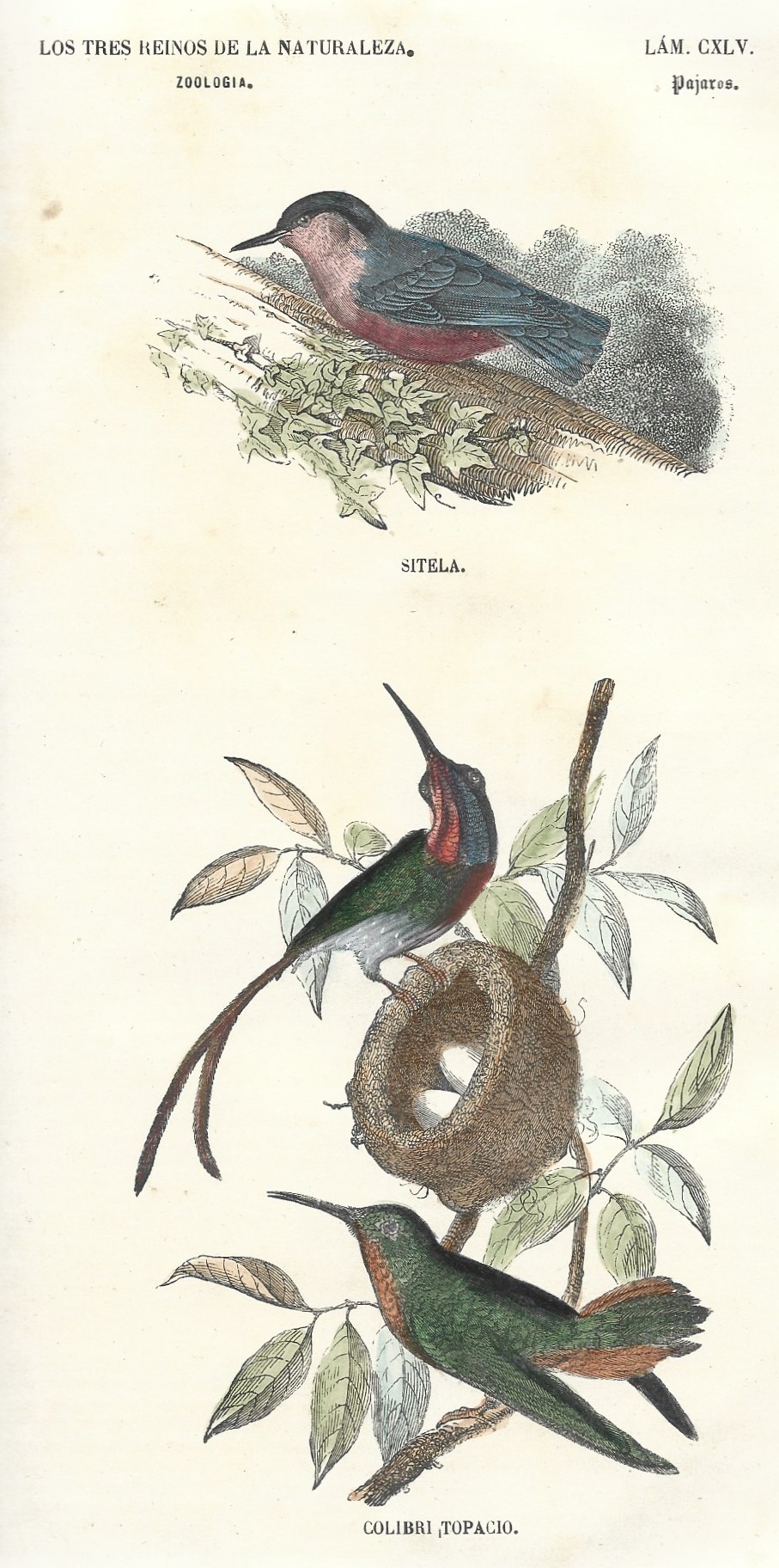 Lámina 145. Aves. Zoología. Los tres Reinos de la Naturaleza.