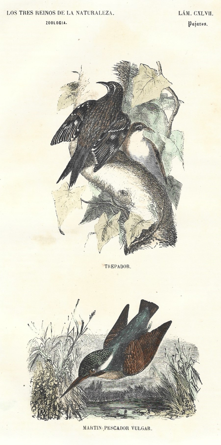 Lámina 147. Aves. Zoología. Los tres Reinos de la Naturaleza.