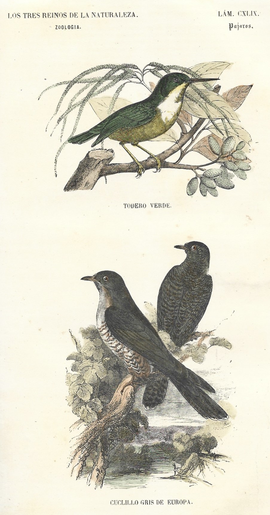 Lámina 149. Aves. Zoología. Los tres Reinos de la Naturaleza.