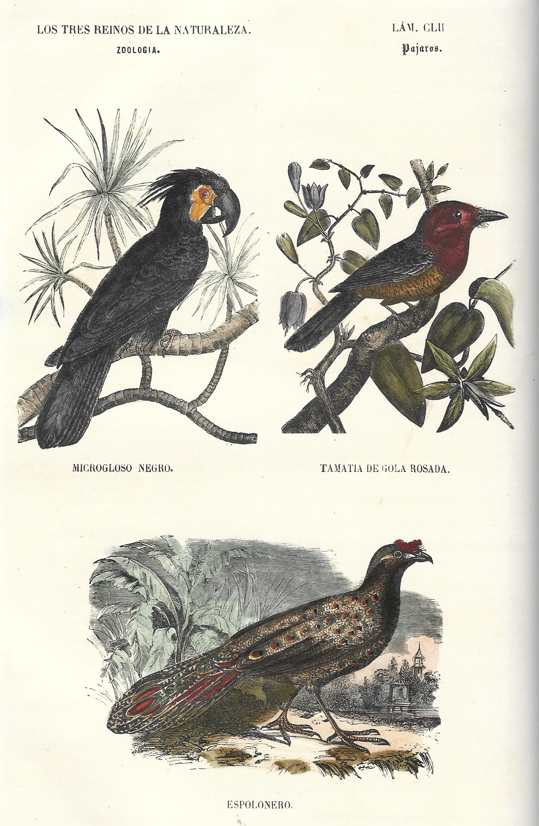Lámina 152. Aves. Zoología. Los tres Reinos de la Naturaleza.