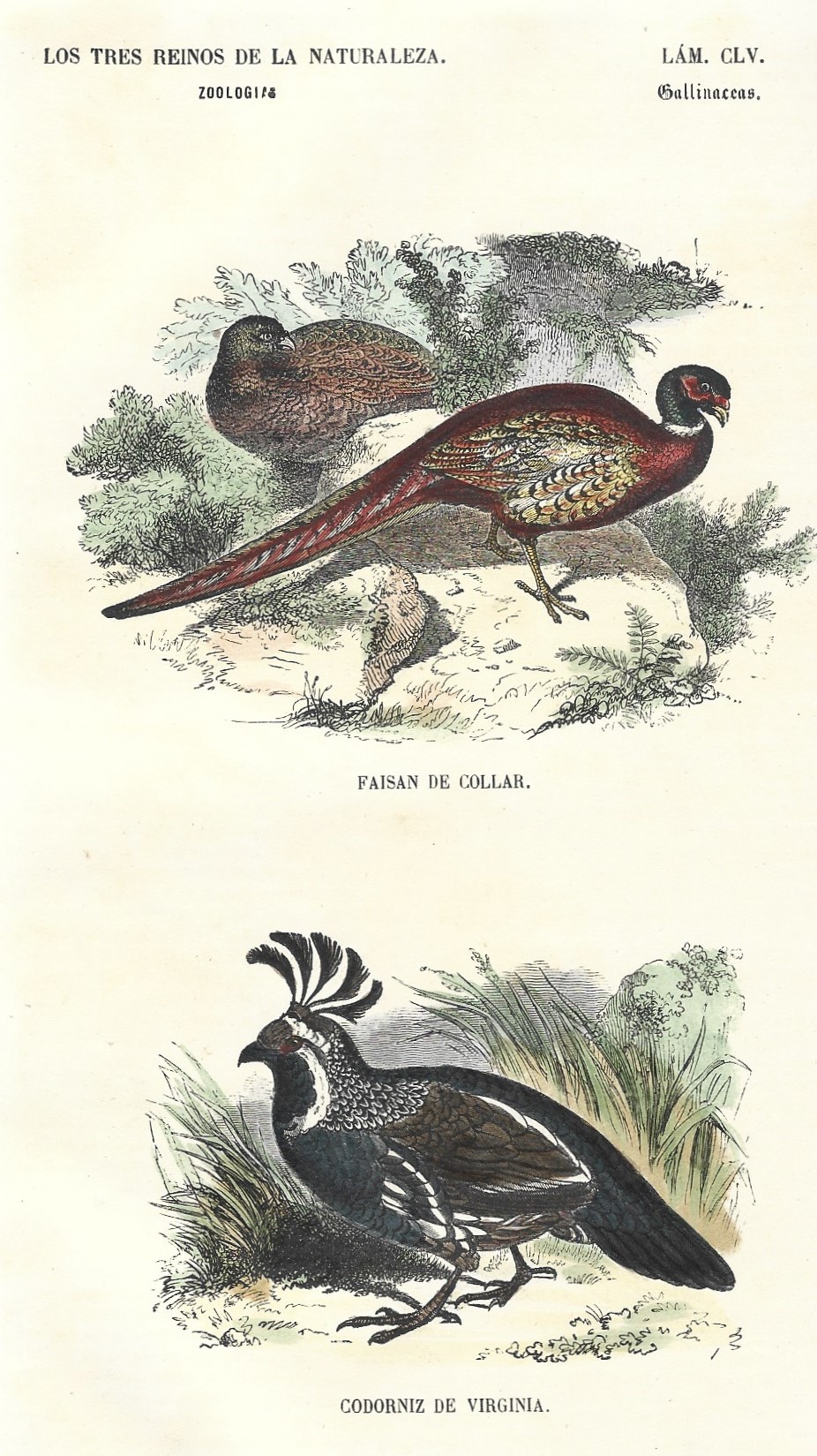 Lámina 155. Aves. Zoología. Los tres Reinos de la Naturaleza.