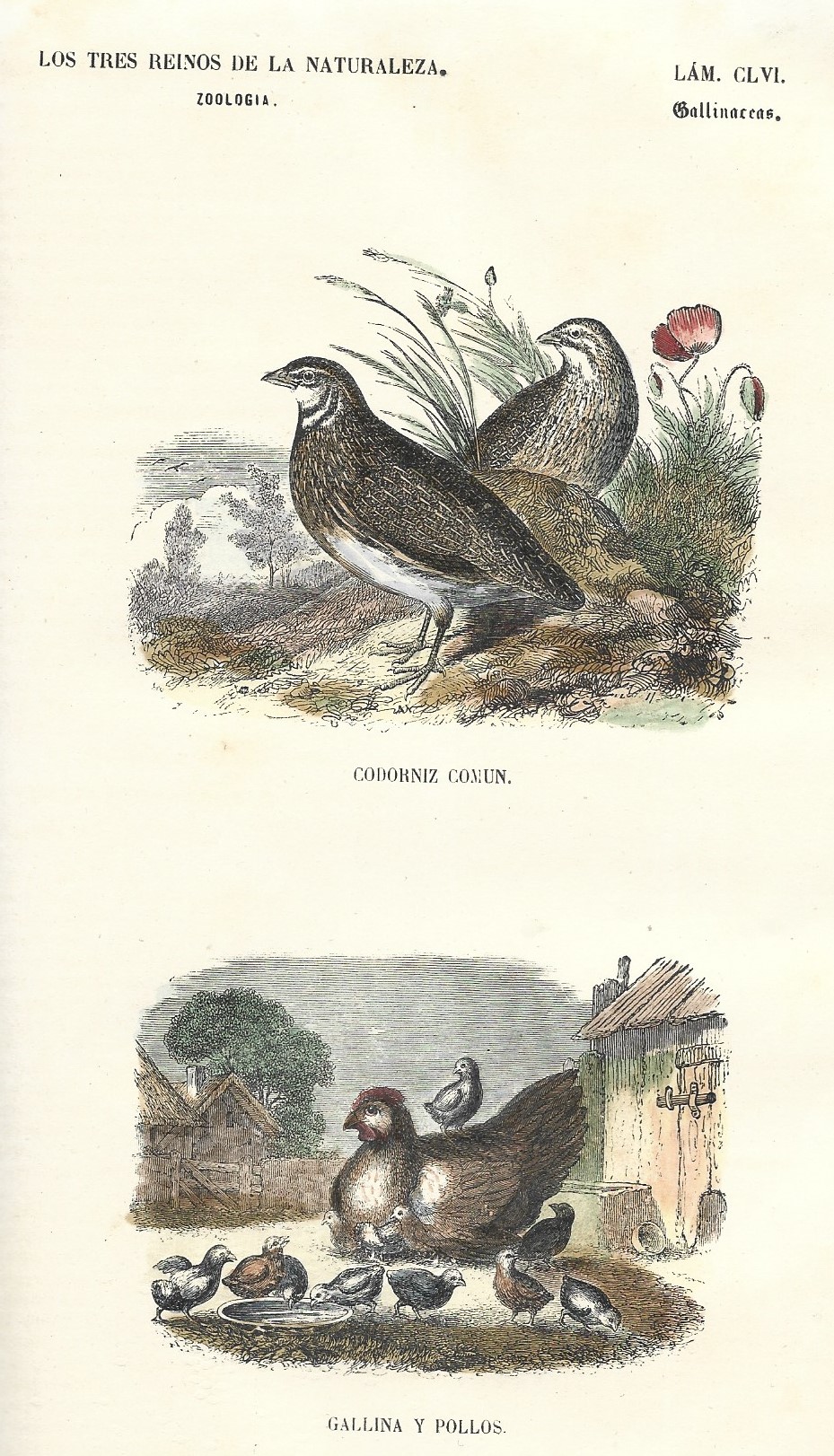 Lámina 156. Aves. Zoología. Los tres Reinos de la Naturaleza.