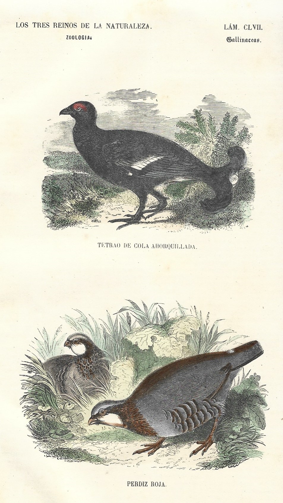 Lámina 157. Aves. Zoología. Los tres Reinos de la Naturaleza.