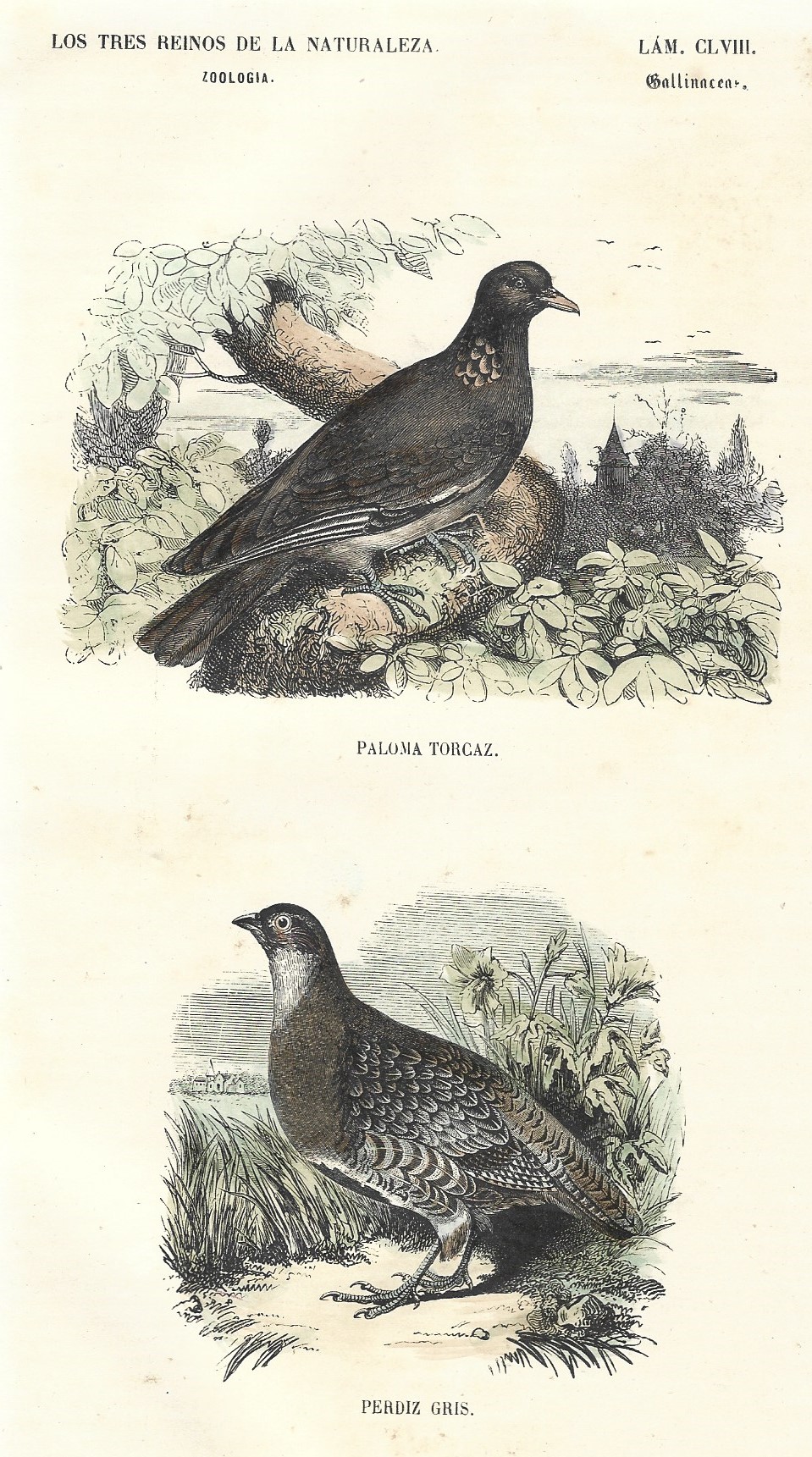 Lámina 158. Aves. Zoología. Los tres Reinos de la Naturaleza.
