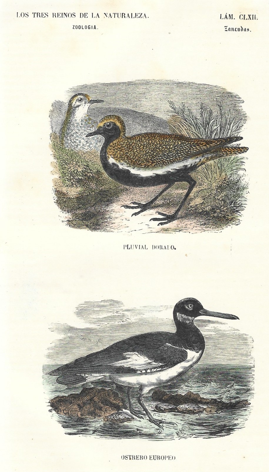 Lámina 162. Aves. Zoología. Los tres Reinos de la Naturaleza.