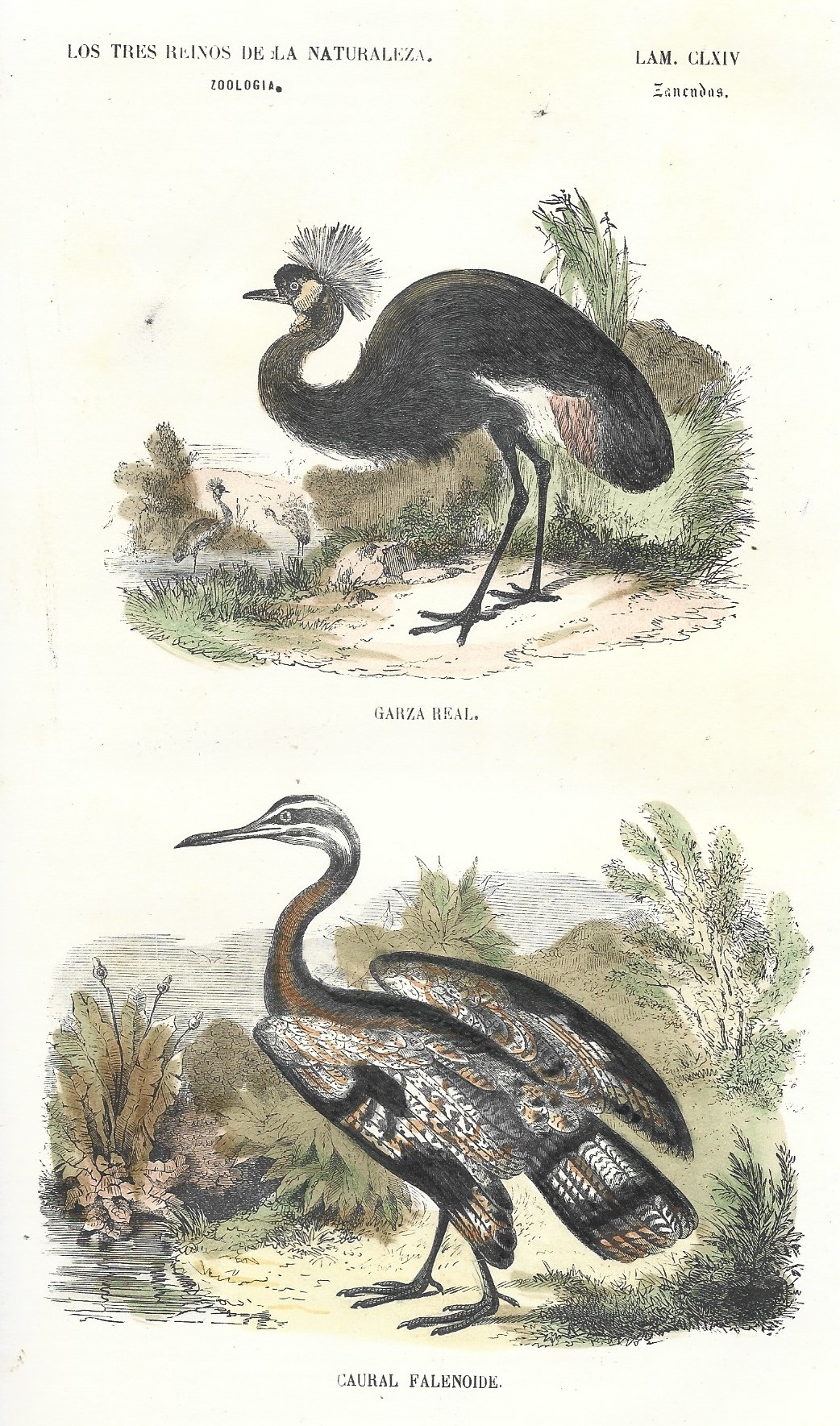 Lámina 164. Aves. Zoología. Los tres Reinos de la Naturaleza.