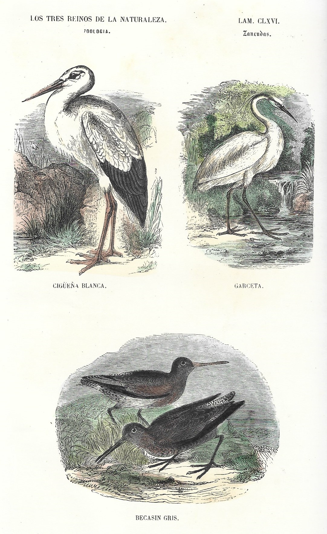 Lámina 166. Aves. Zoología. Los tres Reinos de la Naturaleza.
