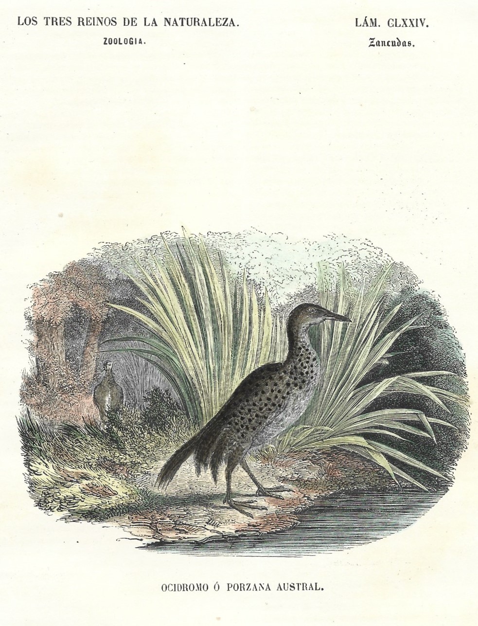 Lámina 174. Aves. Zoología. Los tres Reinos de la Naturaleza.