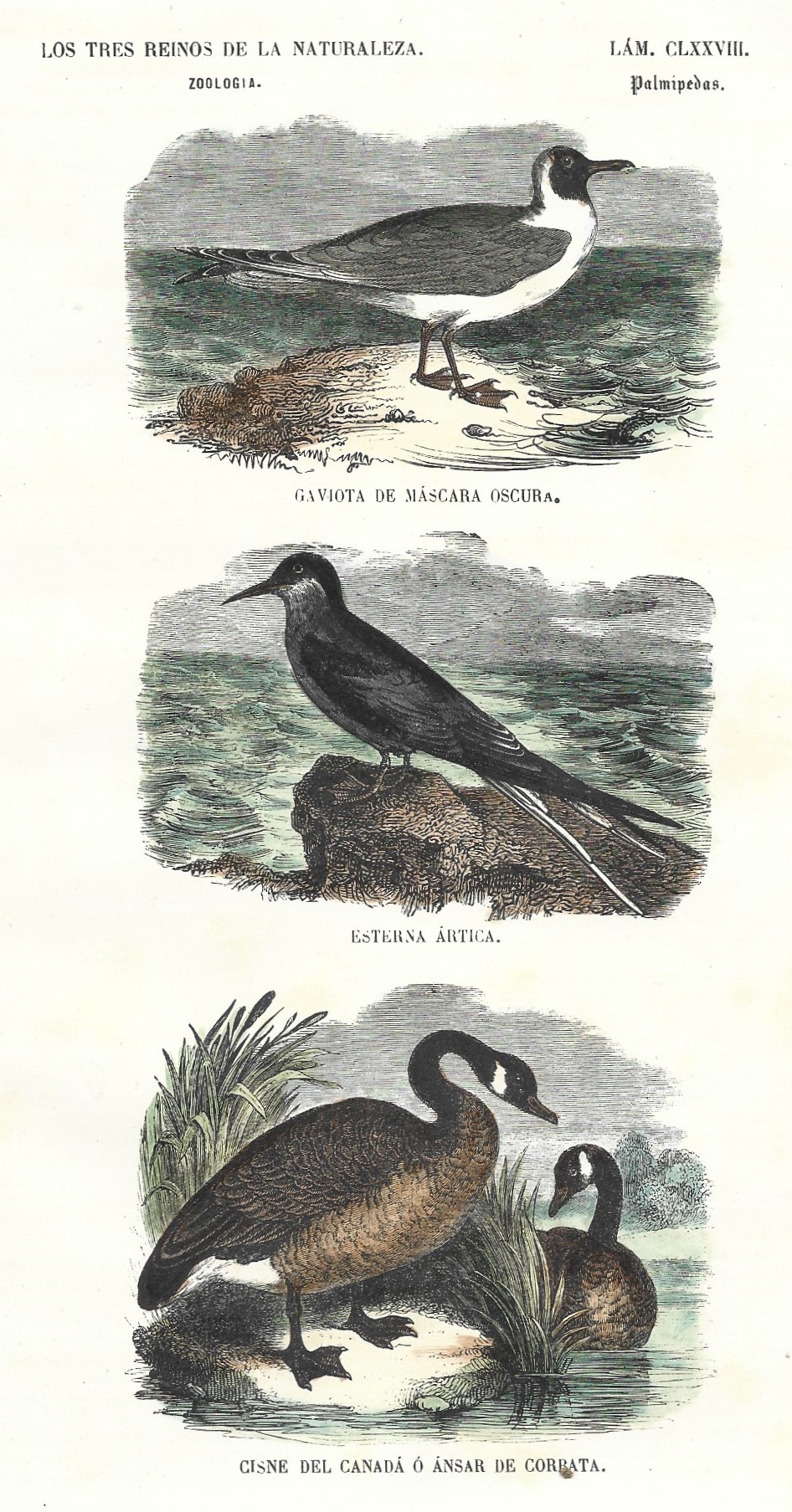 Lámina 178. Aves. Zoología. Los tres Reinos de la Naturaleza.