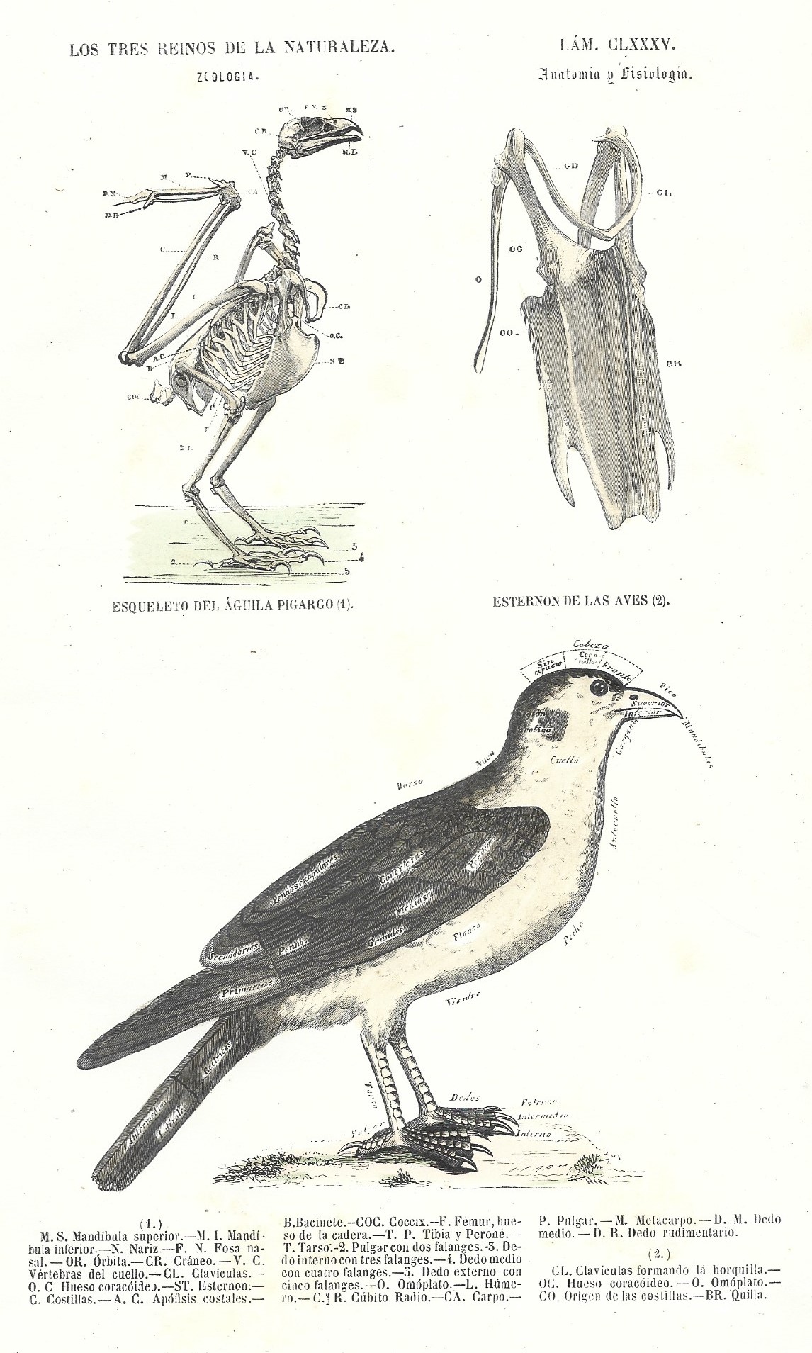 Lámina 185. Aves. Zoología. Los tres Reinos de la Naturaleza.