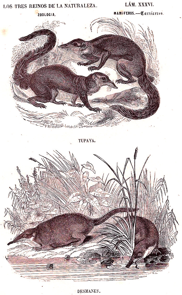 Lamina 36.  Buffon: Los tres Reinos de la Naturaleza. Zoología. Mamiferos. Carniceros. Tupaya, Desmanes