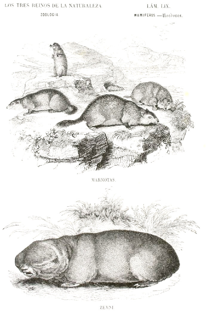 Lámina 59. Buffon: Los tres Reinos de la Naturaleza. Zoología. Mamiferos. Roedores. Marmotas, Zemni