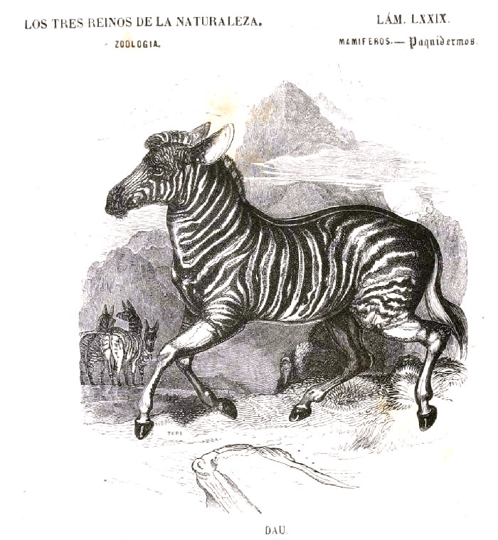 Lámina 79. Buffon: Los tres Reinos de la Naturaleza. Zoología. Mamiferos. Paquidermos. Dau.