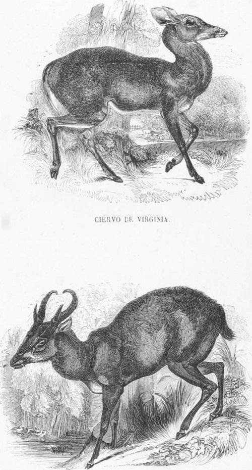 Mamíferos. Rumiantes. Ciervo MUNTJAC